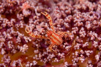 Crabcoral Marine Life Poster Print by Jaynes Gallery featuring vibrant marine life.