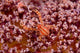 Crabcoral Marine Life Poster Print by Jaynes Gallery featuring vibrant marine life.