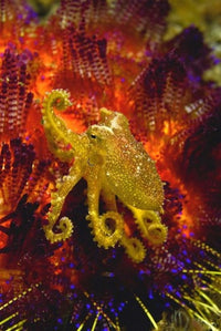 Octopus marine life poster print showcasing vibrant ocean colors.