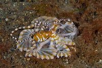 Octopus Poster Print by Jaynes Gallery showcasing vibrant marine life.