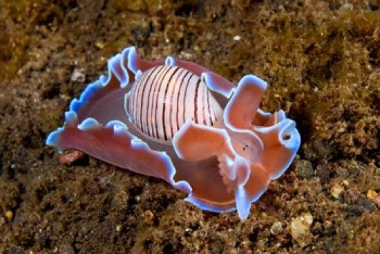 Mollusk Marine Life Poster Print by Jaynes Gallery showcasing vibrant ocean life.