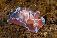 Mollusk Marine Life Poster Print by Jaynes Gallery showcasing vibrant ocean life.
