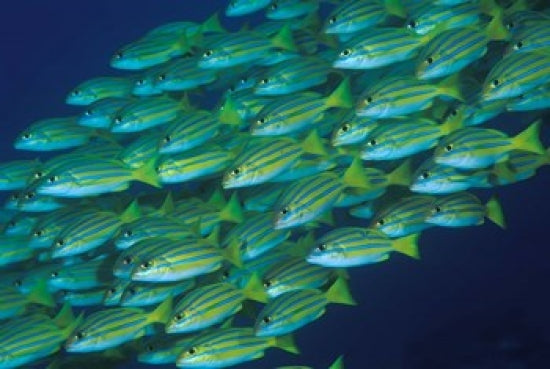 Close-up of schooling lined snappers in Komodo National Park poster print.
