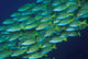 Close-up of schooling lined snappers in Komodo National Park poster print.