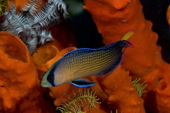 Dottyback and marine life poster print by Jaynes Gallery, showcasing vibrant ocean colors.