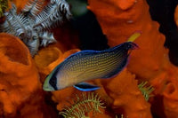 Dottyback and marine life poster print by Jaynes Gallery, showcasing vibrant ocean colors.