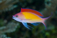 Colorful Anthias Fish Poster Print by Jaynes Gallery, vibrant marine art.