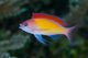 Colorful Anthias Fish Poster Print by Jaynes Gallery, vibrant marine art.