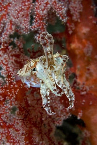 Cuttlefish Poster Print featuring vibrant underwater art from Raja Ampat, Indonesia.