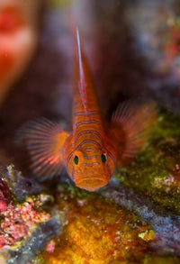 Goby Fish Above Coral Poster Print by Jaynes Gallery