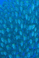Schooling Ox-Eyed Scad Fish Poster Print by Jaynes Gallery