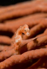 Pygmy Seahorse Marine Life Poster Print showcasing vibrant colors and intricate details.