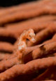 Pygmy Seahorse Marine Life Poster Print showcasing vibrant colors and intricate details.