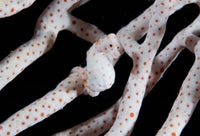 Pygmy Seahorse Poster Print showcasing vibrant underwater art.