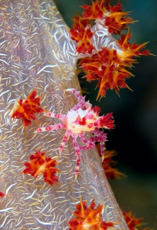 Decorator Crab Marine Life Poster Print by Jaynes Gallery