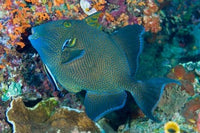 Cleaner wrasse fish reef poster print showcasing vibrant marine life
