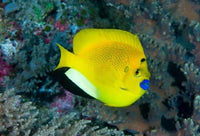 Angelfish Swims in Coral Reef Poster Print by Jaynes Gallery