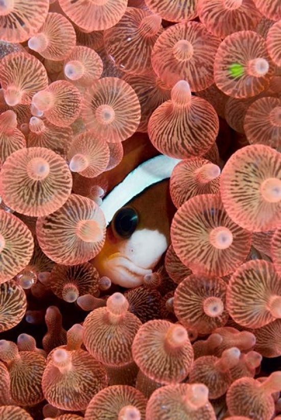 Clark's Anemonefish Poster Print showcasing vibrant underwater colors.