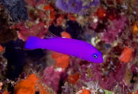 Magenta Dottyback Fish Poster Print by Jaynes Gallery