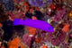 Magenta Dottyback Fish Poster Print by Jaynes Gallery