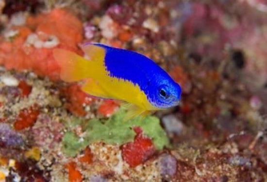 Damselfish and Coral Reef Poster Print showcasing vibrant marine life by Jaynes Gallery.