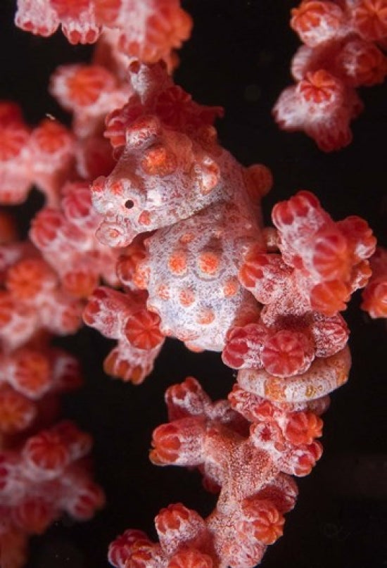 Indonesia Pygmy Seahorse Marine Life Poster Print featuring seafans
