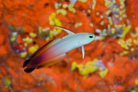 Fire goby swimming past coral art print