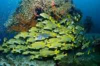 Schooling sweetlip fish swimming past a vibrant coral reef in Raja Ampat, Indonesia.