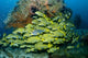 Schooling sweetlip fish swimming past a vibrant coral reef in Raja Ampat, Indonesia.
