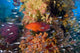 Trout Fish Glassfish Coral Poster Print by Jaynes Gallery