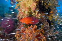 Trout Fish and Coral Poster Print by Jaynes Gallery, vibrant marine life artwork.