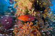 Trout Fish and Coral Poster Print by Jaynes Gallery, vibrant marine life artwork.