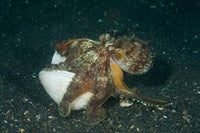 Octopus Poster Print by Jaynes Gallery showcasing vibrant ocean colors.