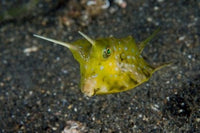 Cowfish Poster Print by Jaynes Gallery showcasing vibrant marine life