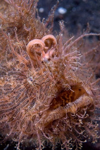 Hairy Frogfish Poster Print showcasing vibrant marine life by Jaynes Gallery.