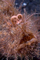 Hairy Frogfish Poster Print showcasing vibrant marine life by Jaynes Gallery.