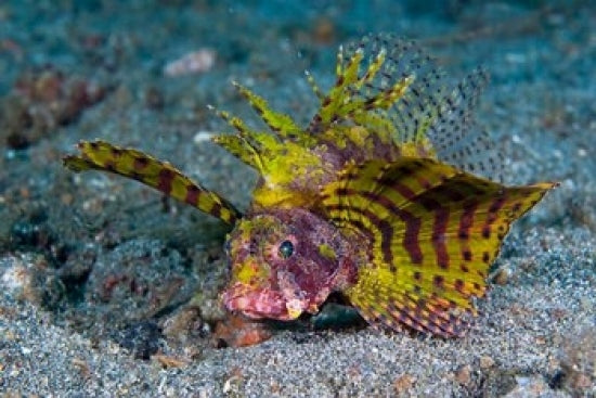 Red Dwarf Lionfish Poster Print showcasing vibrant underwater beauty.