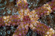Starfish Poster Print featuring intricate details and vibrant colors.
