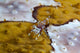 Bumblebee shrimp marine life poster print showcasing vibrant colors.