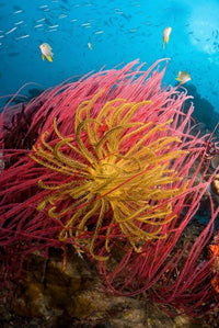 Two varieties of feather star crinoids in vibrant colors from Papua, Indonesia poster print.
