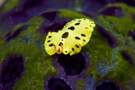Flatworm Marine Life Poster Print by Jaynes Gallery - vibrant colors and intricate details.