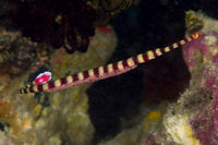 Pipefish Poster Print showing vibrant marine life details