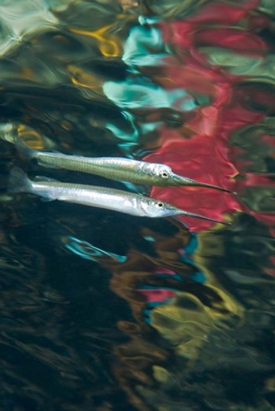 Halfbeak Fish Poster Print featuring vibrant aquatic life.