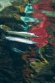 Halfbeak Fish Poster Print featuring vibrant aquatic life.