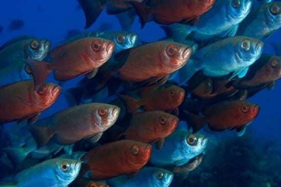 Bigeye Fish Poster Print by Jaynes Gallery - Vibrant marine life artwork