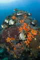 Fish swimming around coral in Tatawa Besar, Komodo NP, Indonesia poster print.