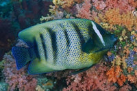 Fish and coral underwater scene from Raja Ampat, Papua, Indonesia - vibrant poster print by Jaynes Gallery.