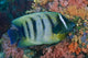 Fish and coral underwater scene from Raja Ampat, Papua, Indonesia - vibrant poster print by Jaynes Gallery.