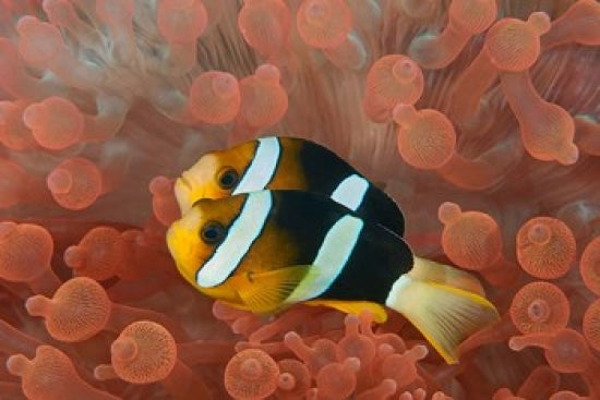 Two Anemonefish in Protective Anemone Poster Print by Jaynes Gallery.