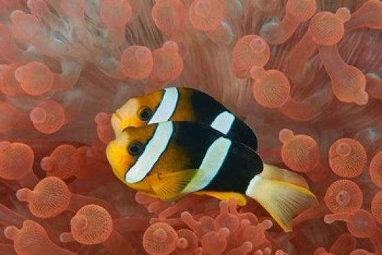 Two anemonefish swimming in an anemone - Poster Print